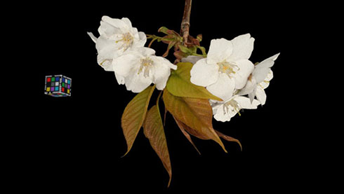 3Dデジタル生物標本・山桜の画像