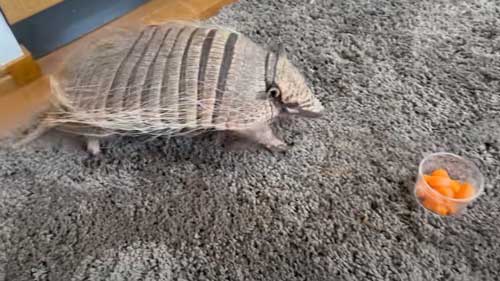 散歩するアルマジロに人参見せた