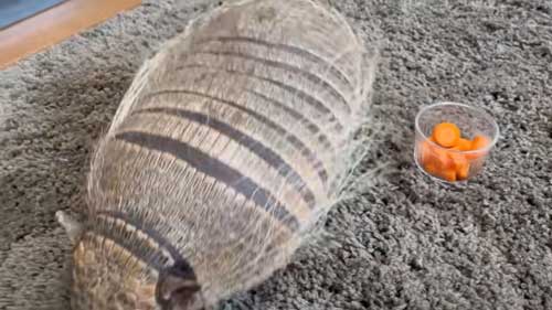 アルマジロと人参