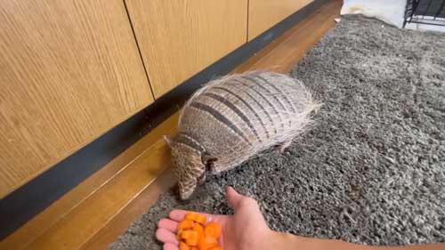 人参を見せたアルマジロ