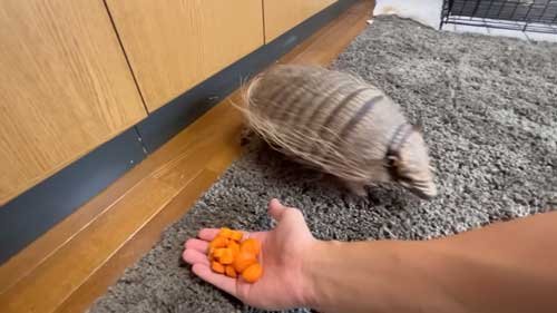 無視するアルマジロ