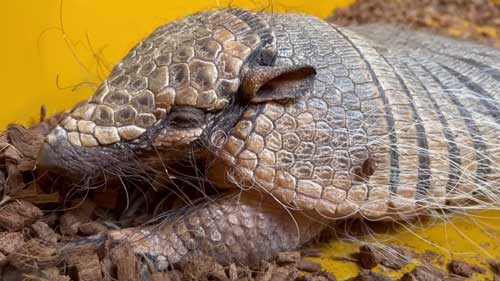 寝ているアルマジロ