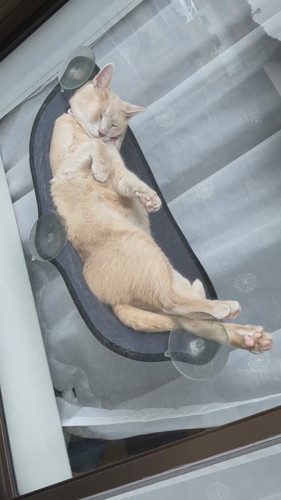 窓際で寝るきなこくん