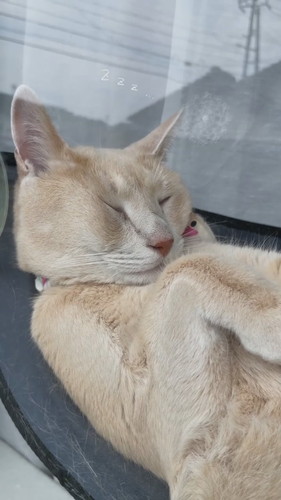 窓際で寝るきなこくん