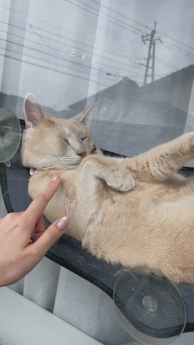 窓際で寝るきなこくん