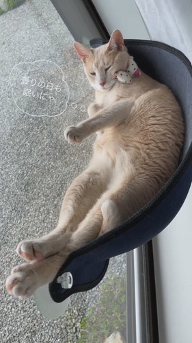 窓際で寝るきなこくん