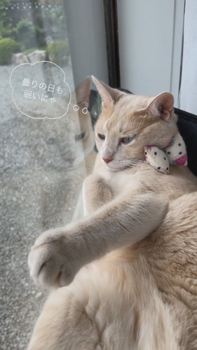 窓際で寝るきなこくん