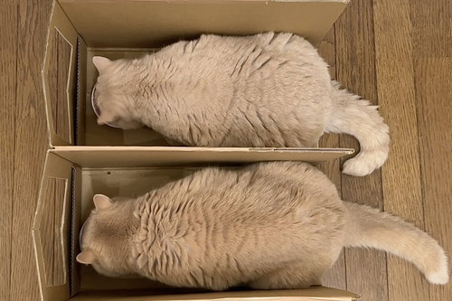 サイズぴったりの猫たち