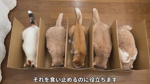 自分のごはんを食べる猫