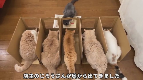 猫のじろうさん登場