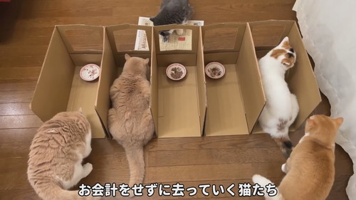 去っていく猫たち