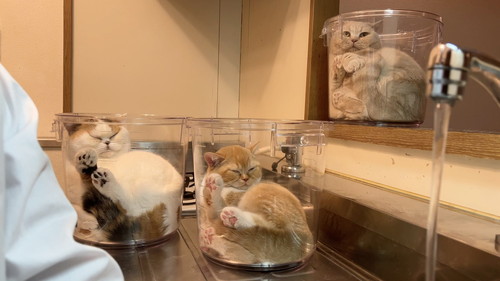 バケツに入りにいく猫たち