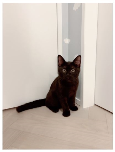 アレクサンダーの愛猫