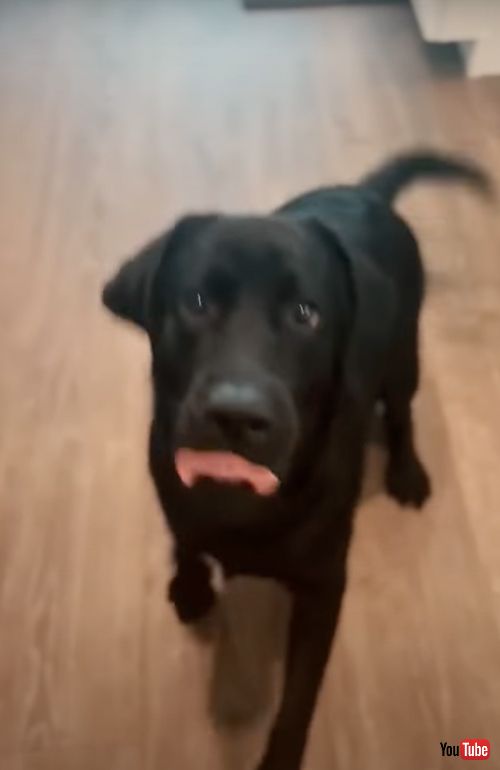 お泊まりのルール説明を聞くワンコ