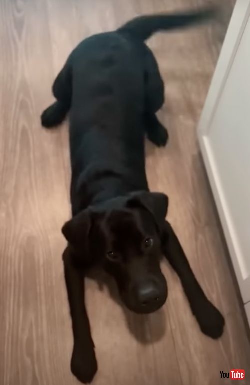 お泊まりのルール説明を聞くワンコ