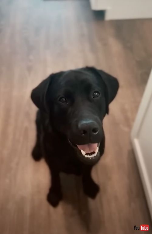 お泊まりのルール説明を聞くワンコ