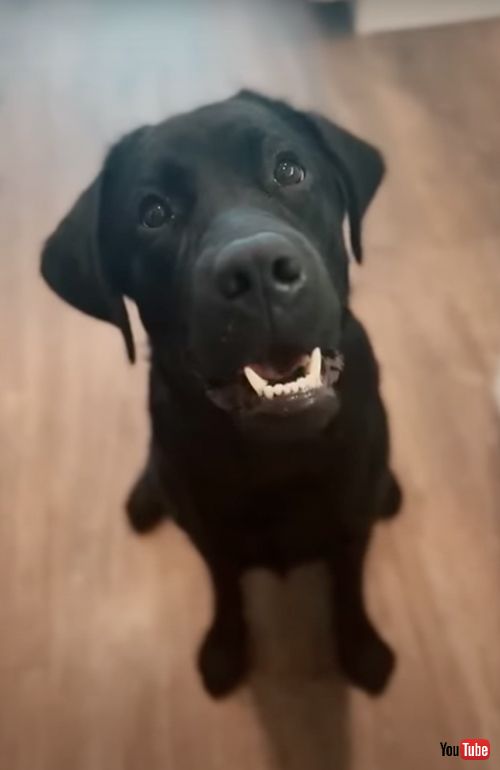 お泊まりのルール説明を聞くワンコ