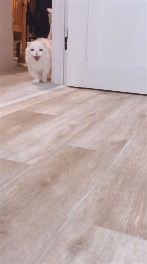 遠くで鳴いている