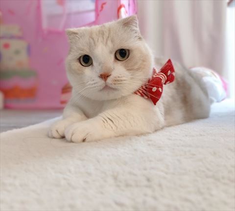 リボンつけている