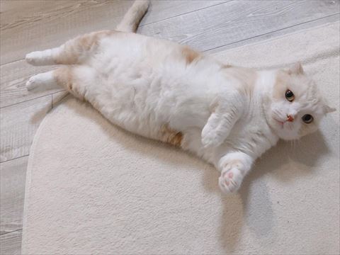 寝そべっている