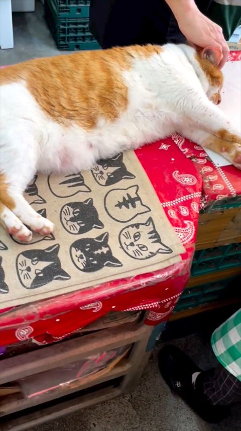 なでられている