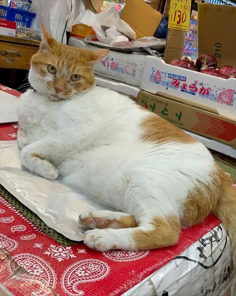 寝そべっている猫の正面