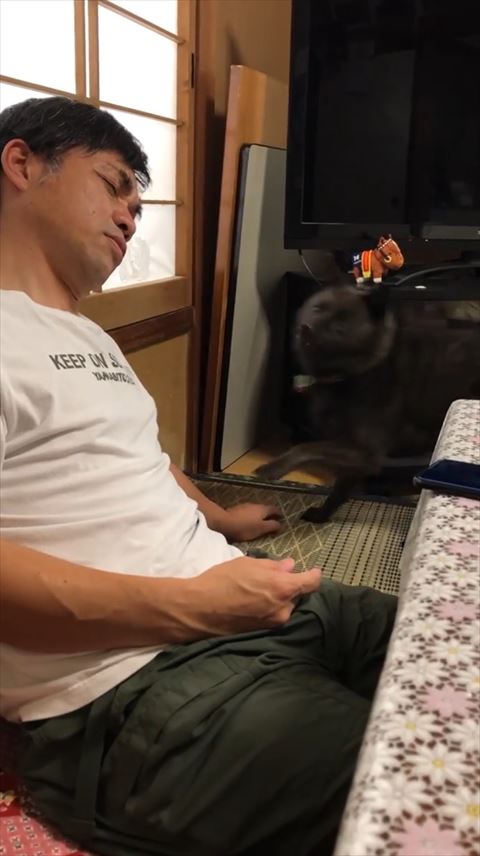 飛び掛かろうとするワンコ