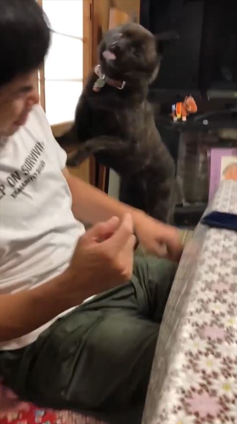 舌だしているワンコ