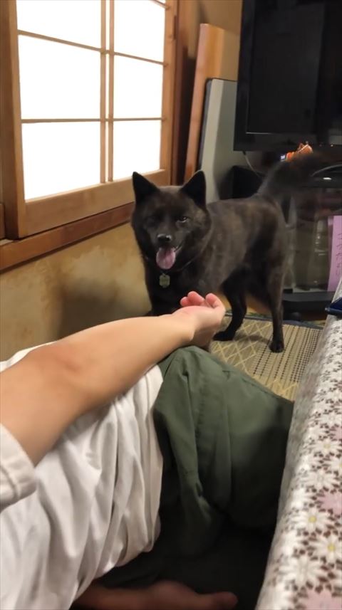 倒れているパパさんを見るワンコ