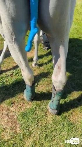 ホースブーツをはいた馬