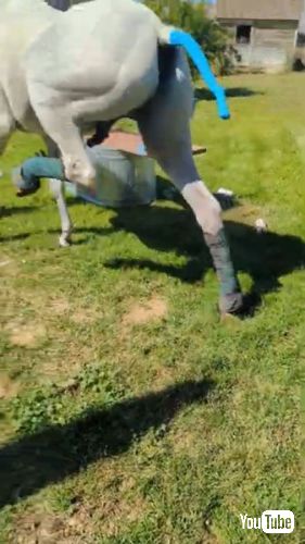 ホースブーツをはいた馬