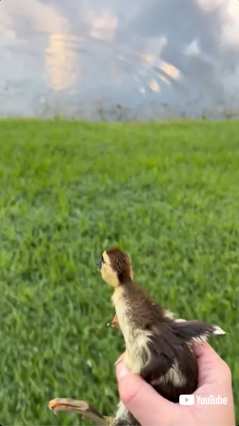 つかまれた子ガモ