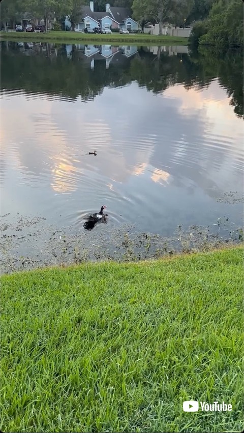 親元へ戻される子ガモ