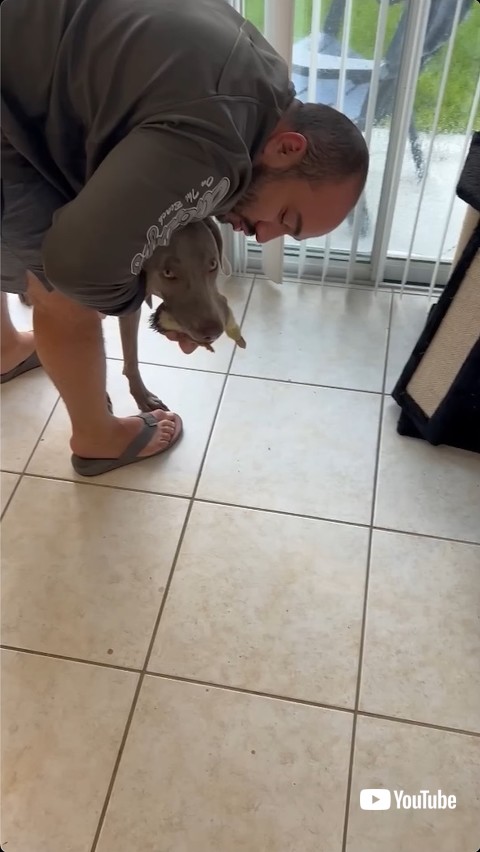 くわえられた子ガモ