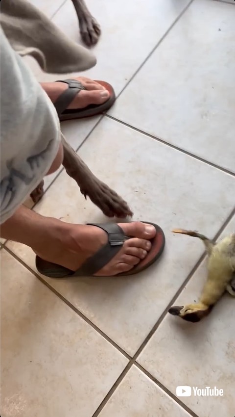 パニックな子ガモ