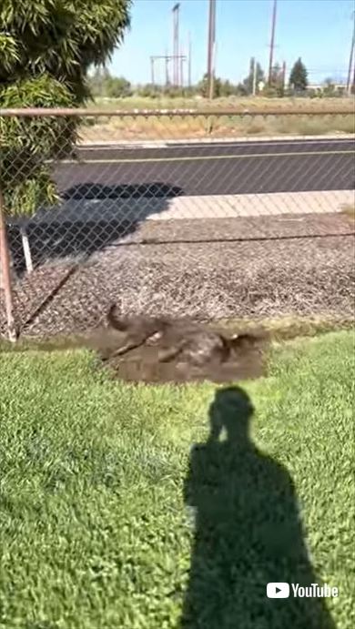 泥んこのワンコ