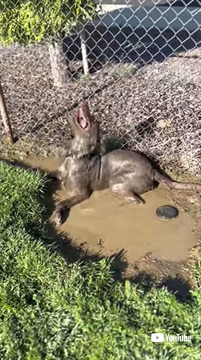 泥んこのワンコ