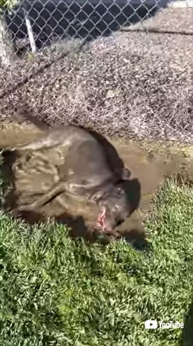 泥んこのワンコ