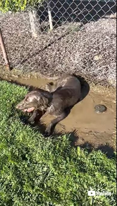 泥んこのワンコ