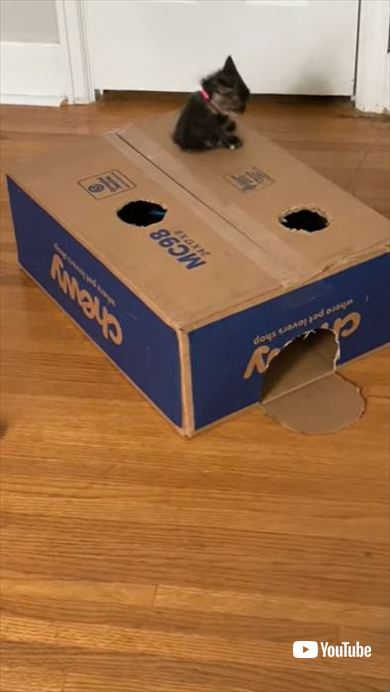 箱で遊ぶ子猫たち