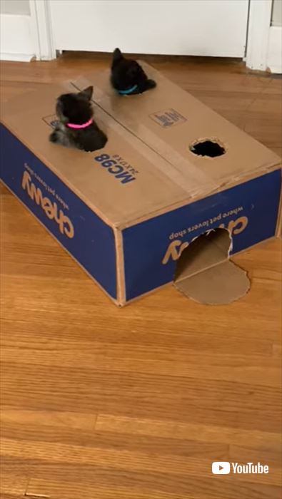 箱で遊ぶ子猫たち