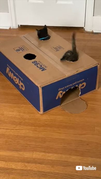 箱で遊ぶ子猫たち