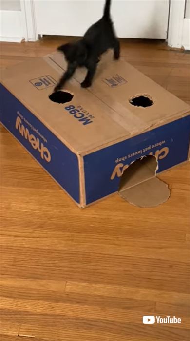 箱で遊ぶ子猫たち