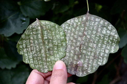 葉っぱに写経