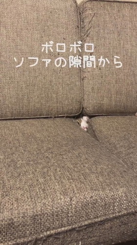 「ソファの隙間から」
