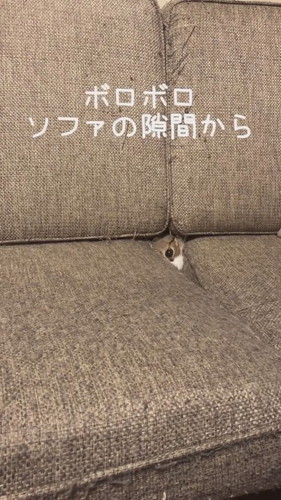 「ソファの隙間から」