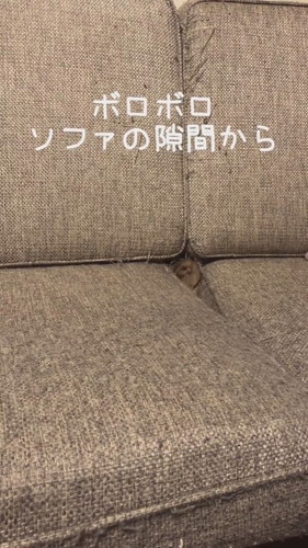「ソファの隙間から」