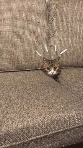 「ソファの隙間から」