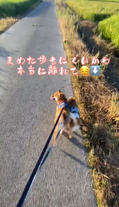 振り返る柴犬