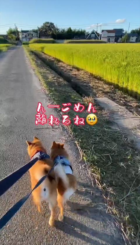 離れるねテロップ